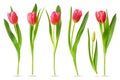 Realistic tulip. Pink red buds tulips, spring flowers bouquet, colorful floral elements for greeting card, brochure