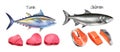 Realistic Tuna Salmon Steak Icon Set