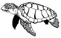 Realistic Turtle Illustraction