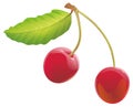 Realistic two cherries with leaf.