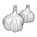 Realistic two garlic illustration in black isolated on white background. Hand drawn vector sketch illustration in doodle engraved Royalty Free Stock Photo