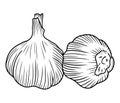 Realistic two garlic illustration in black isolated on white background. Hand drawn vector sketch illustration in doodle engraved Royalty Free Stock Photo