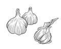 Realistic two whole garlics with two cloves in black isolated on white background. Hand drawn vector sketch illustration in doodle Royalty Free Stock Photo