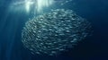 A realistic underwater view of a school of sardines swimming in perfect formation, natural lighting Royalty Free Stock Photo