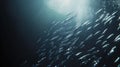 A realistic underwater view of a school of sardines swimming in perfect formation, natural lighting Royalty Free Stock Photo