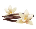 Realistic Vanilla Flowers and Sticks. Vector Isolated Illustration Icon
