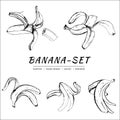 Realistic vector bananas and banana peels. Hand drawn black and white bananas illustrations.