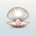 Realistic vector beautiful natural open sea pearl shell closeup with reflection. Royalty Free Stock Photo