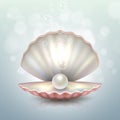 Realistic vector beautiful natural open sea pearl shell closeup with reflection. Royalty Free Stock Photo