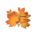 Realistic vector bouquet of autumn leaves - orange maple and rowan tree leaf isolated without background for seasonal sales, promo Royalty Free Stock Photo