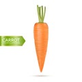 Realistic vector carrot icon isolated on white background. Design template.