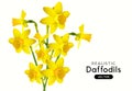 Realistic Vector Daffodil Flowers