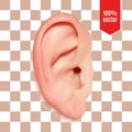Realistic vector ear.