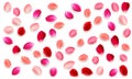 Realistic vector elements set of rose petals. Red and pink petals of rose flower Royalty Free Stock Photo