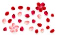 Realistic vector elements set of rose petals. Red and pink petals of rose flower Royalty Free Stock Photo