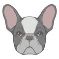 Vector Face Illustration Of A Black And White Pied French Bulldog Dog