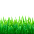 Realistic vector fresh spring green grass field Royalty Free Stock Photo