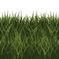 Realistic vector grass illustration with dense green blades, isolated on a transparent background Royalty Free Stock Photo