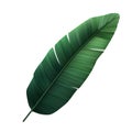 Realistic vector green illustration of fresh lbanana or palm tree leaf Royalty Free Stock Photo