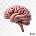 Realistic vector human brain model, external view. 3D illustration for medical applications, educational sites, websites Royalty Free Stock Photo