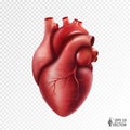 Realistic vector human heart model isolated on a white background. Anatomically correct heart with venous system. 3D illustration Royalty Free Stock Photo