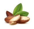 realistic vector icon. Brazilian nuts with leaves for brand labels and advertisemnt. Royalty Free Stock Photo