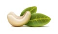 realistic vector icon. Cashew nut without shell with leaves. Isolated on white background. Royalty Free Stock Photo