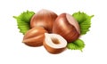 realistic vector icon. Hazelnut peeled, chopped in half and green hazel leaves. Isolated on white background.
