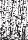 Realistic vector illustration of black and white birch trees tunks.