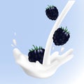 Realistic vector illustration blackberry sweet milk splashes.