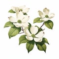 Realistic Vector Illustration Of Dogwood Flowers With Leaves