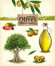 Realistic vector illustration of fruit olives, olive oil, olive branch, olive tree, olive farm. Label of green olives Royalty Free Stock Photo