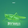 Realistic vector illustration of green insect Acrididae, locust, grasshopper