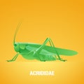 Realistic vector illustration of green insect Acrididae, locust, grasshopper