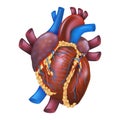 Realistic Vector Illustration Human Healthy Heart Royalty Free Stock Photo