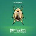 Realistic vector illustration of insect Leptinotarsa decemlineata, colorado beetle