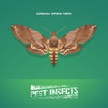 Realistic vector illustration of insect Manduca sexta, Carolina sphinx moth