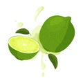 Whole lime and sliced lime with juicy splashes. Realistic vector illustration. Isolated on white background. Royalty Free Stock Photo