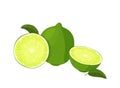 Whole lime and sliced lime. Realistic vector illustration. Isolated on white background. Royalty Free Stock Photo