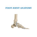 Realistic vector illustration with leg bones. Foot, side view Royalty Free Stock Photo