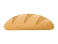 Realistic vector illustration of a loaf of white bread. Fresh baked baguette with sesame seeds