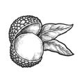 Realistic vector illustration of lychee seed.