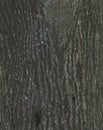 Realistic vector illustration of maple bark close up. Acer barrel texture. Background from living wood. Skin of the forest nature