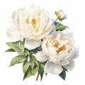 Realistic Vector Illustration Of White Peony Bouquet