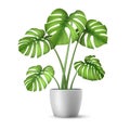 Realistic vector Monstera in a flower pot. Royalty Free Stock Photo