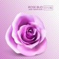 Realistic vector pink rose on transparent background. Royalty Free Stock Photo