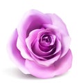 Realistic vector pink rose on white background. Royalty Free Stock Photo