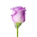 Realistic vector pink rose on white background. Royalty Free Stock Photo