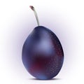 Realistic vector plums.