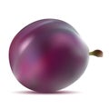 Realistic vector plums. Royalty Free Stock Photo